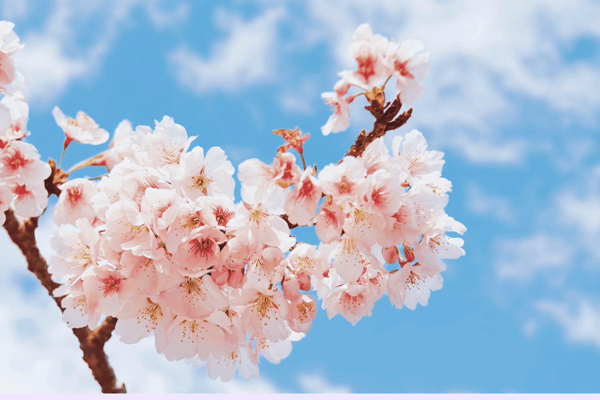Hanami- Ato de admirar as flores, foto de um close-up de uma flor de cerejeira contra um céu muito azul.