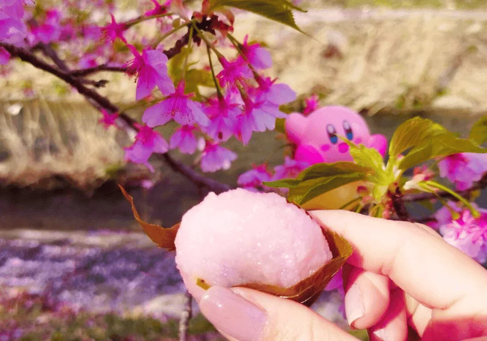 sakuramochi, doce típico do hanami, com flores de cerejeira ao fundo.