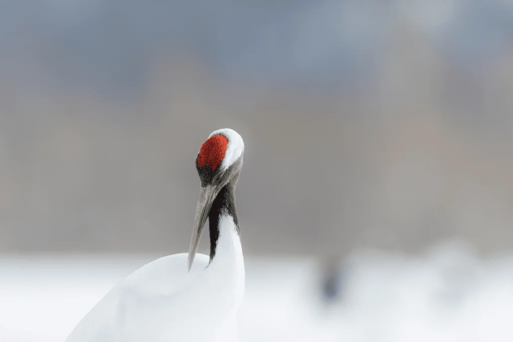 foto de um tsuru (grou da manchúria) com a cabeça baixa.