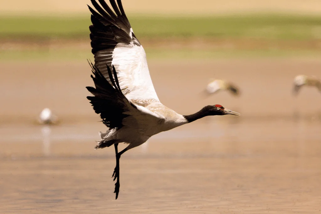Foto de um Tsuru com as asas abertas