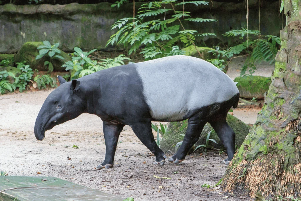 Tapir ou anta, animal que inspirou o yokai baku