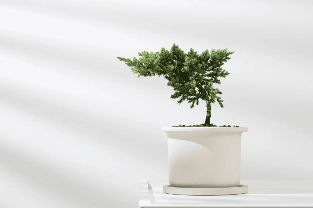 bonsai de Zimbro japonês