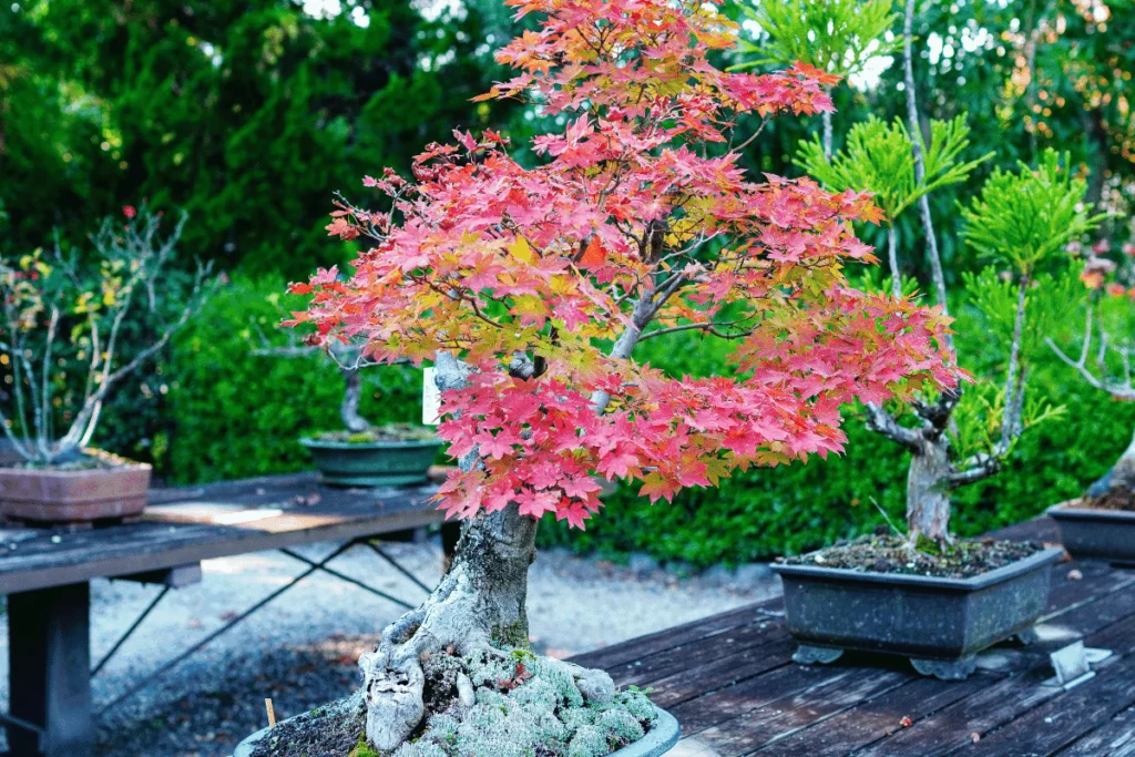 Bonsai Japonês de Momiji (bordo japonês)