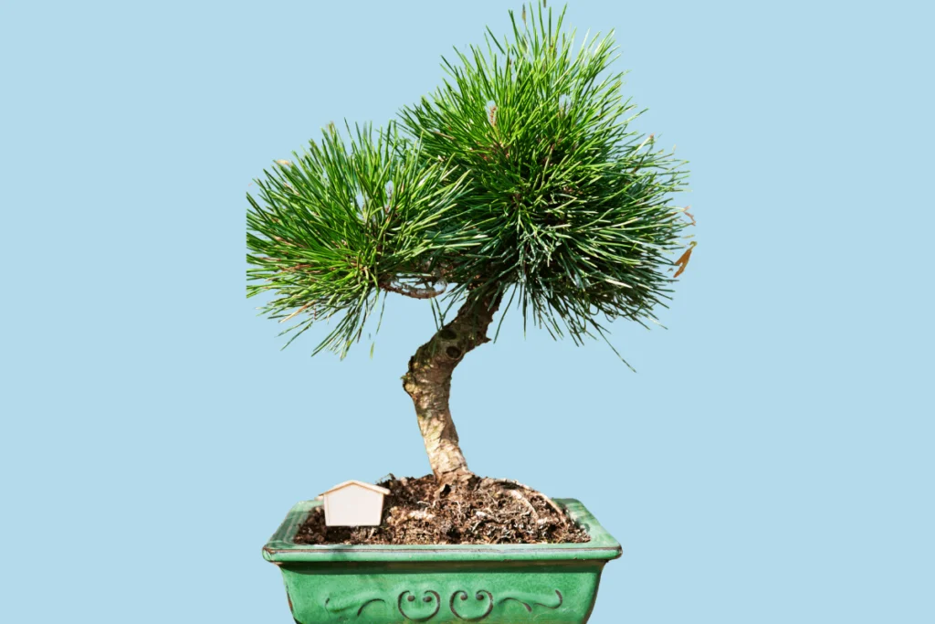 Bonsai de Pinheiro negro Japonês