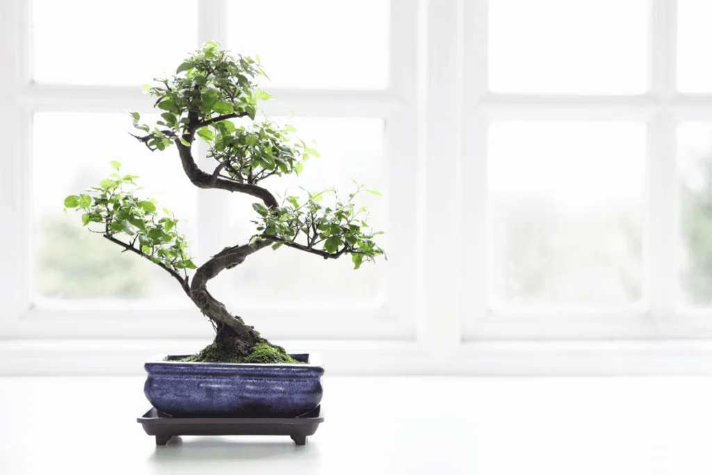 Bonsai de arvore de chá fukien