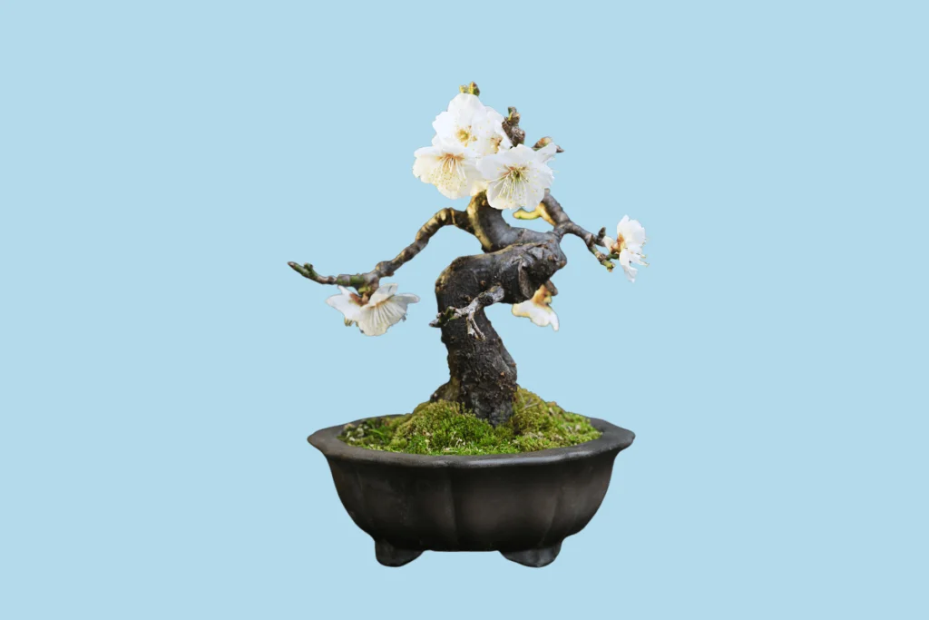 Bonsai de damasqueiro japonês (ume)