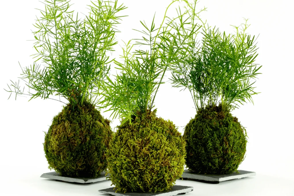 Bonsai de musgo, Kokedama