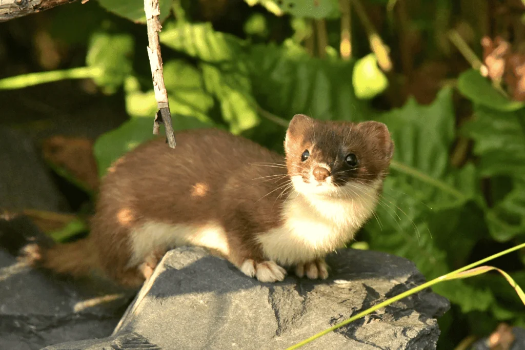 Doninha japonesa Mustela Itatsi que inspirou o Kamaitachi.
